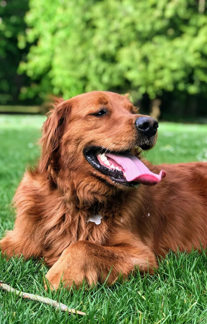 A Labrador retriever relaxing at the campground
