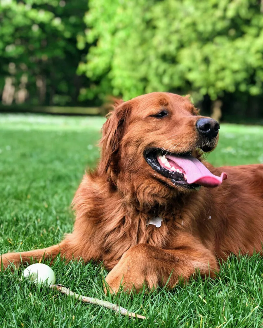 A dog enjoying the on-site dog park